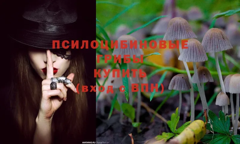 Галлюциногенные грибы MAGIC MUSHROOMS  Западная Двина 